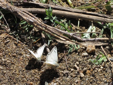 I arrive at Bathtub Spring and find quite a few of these little white butterflies playing in the moist area by the spring