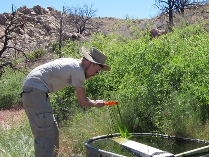 There's not much surface algae in the basin at Bathtub Spring, but there is a lot of heavy, slippery growth deeper in the water