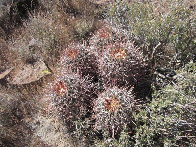 5604-cactus.jpg