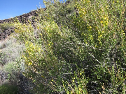 I pass some yellow-flowering bushes that I don't see often