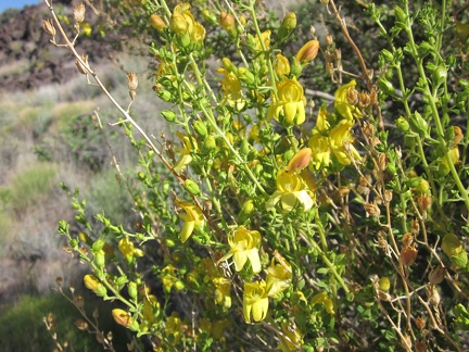 Close-up of Keckiella antirrhinoides (Chaparral Bush-beardtongue)