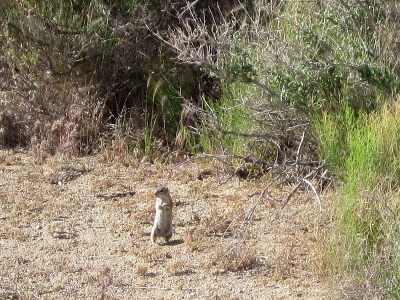 I've seen so many of these Mojave ground squirrels on this trip, but never manage to photograph them