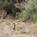 I've seen so many of these Mojave ground squirrels on this trip, but never manage to photograph them