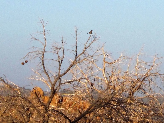 The jays are still hanging out in the trees near my campsite at sunset
