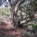 Some of the juniper trees, like this one, at Mid Hills campground are quite old