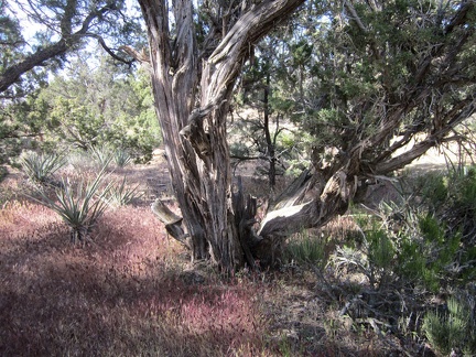 Some of the juniper trees, like this one, at Mid Hills campground are quite old