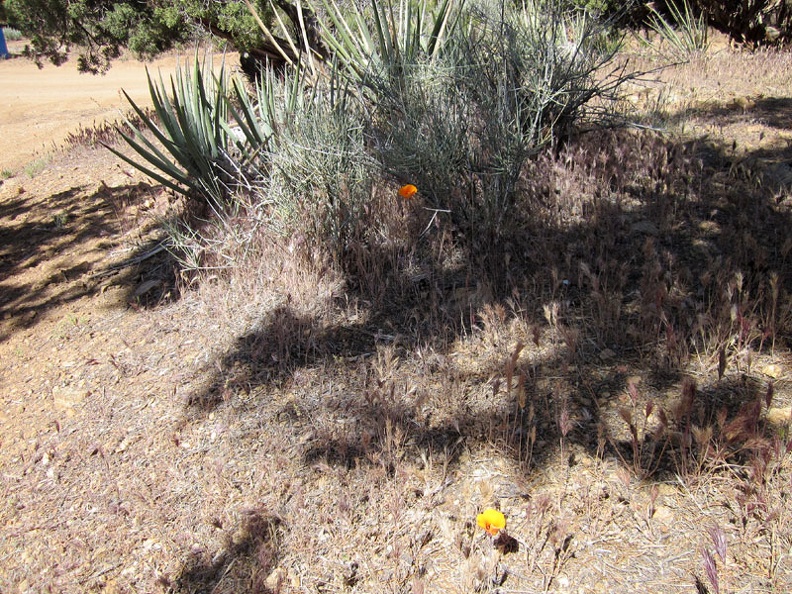 Here and there, an orange mariposa lily pops up among the banana yuccas, junipers, and pinon pines at Mid Hills campground