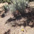 Here and there, an orange mariposa lily pops up among the banana yuccas, junipers, and pinon pines at Mid Hills campground