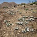 I remember seeing patches of these small, daisy-like flowers when I was here last year