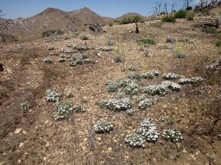 I remember seeing patches of these small, daisy-like flowers when I was here last year