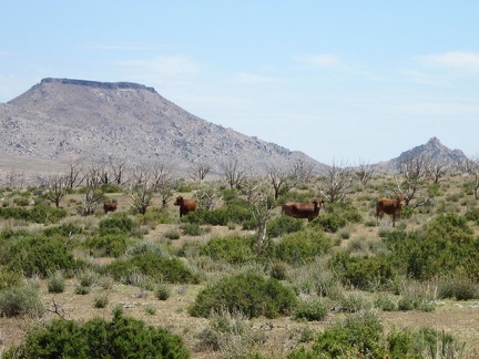 I pass a herd of cows on Gold Valley Road, with Table Mountain in the background