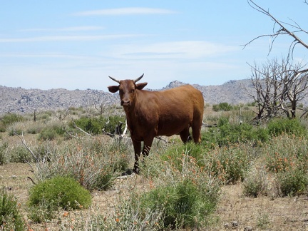 The bovines along Gold Valley Road look at me for a moment