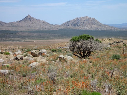 This old juniper tree was mostly burned, like everything surrounding it, during the 2005 brush fires, but its crown lives on!