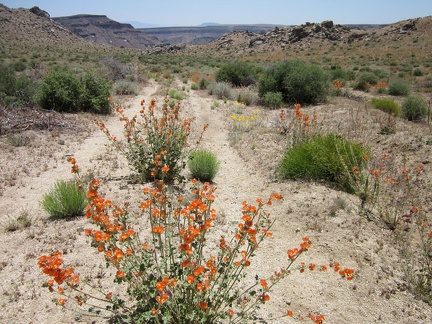 Desert mallows bloom in the middle of Gold Valley Road near its summit