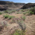 A few desert sages (Salvia dorrii) are still blooming here on the approach to Saddle Horse Canyon