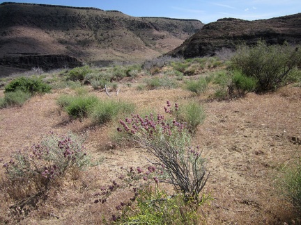 A few desert sages (Salvia dorrii) are still blooming here on the approach to Saddle Horse Canyon