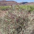 On the approach to Saddle Horse Canyon, I pass another flowering plant that I like: Paper-bag bush (Salazaria mexicana)