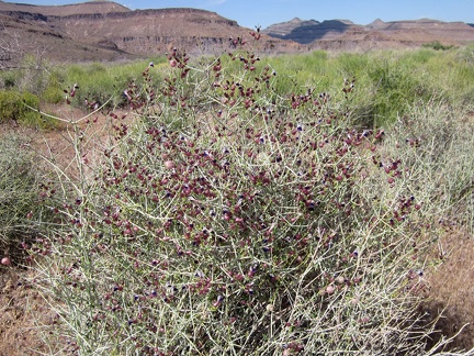 On the approach to Saddle Horse Canyon, I pass another flowering plant that I like: Paper-bag bush (Salazaria mexicana)