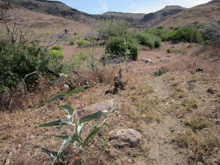 I pass a budding milkweed in Saddle Horse Canyon