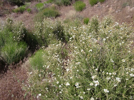 Quite a few Cliff roses (Purshia) grow in Saddle Horse Canyon