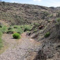 I continue hiking around plants and rocks on my way up Saddle Horse Canyon