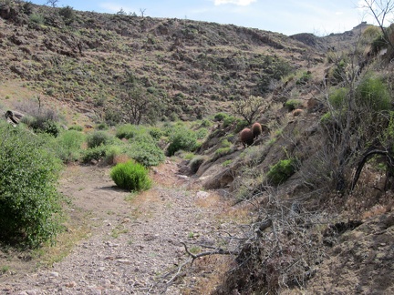 I continue hiking around plants and rocks on my way up Saddle Horse Canyon