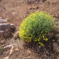 Paper-flower bush (Psilostrophe cooperi) in Saddle Horse Canyon