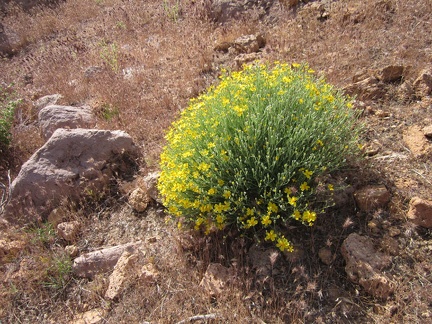 Paper-flower bush (Psilostrophe cooperi) in Saddle Horse Canyon