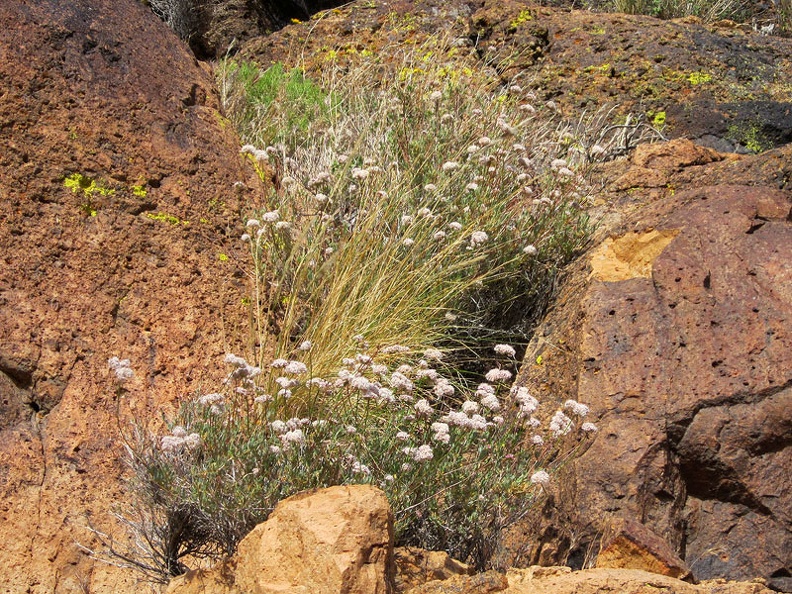 Buckwheat flowers pop out between dark rocks that absorb the hot sun in Saddle Horse Canyon