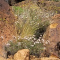 Buckwheat flowers pop out between dark rocks that absorb the hot sun in Saddle Horse Canyon