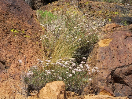 Buckwheat flowers pop out between dark rocks that absorb the hot sun in Saddle Horse Canyon