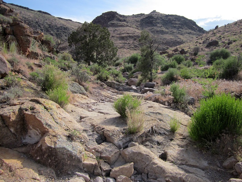 The 2005 brush fires passed through Saddle Horse Canyon, but a few juniper trees survived