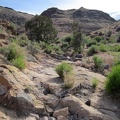 The 2005 brush fires passed through Saddle Horse Canyon, but a few juniper trees survived