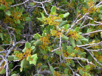 This bushy desert oak shrub in Saddle Horse Canyon seems to have grown back despite being burned in the 2005 brush fires