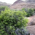 I take a closer look at that regenerated oak in Saddle Horse Canyon