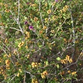 Purple four o'clock flowers poke through a Rhus trilobata bush laden with unripe berries in Saddle Horse Canyon