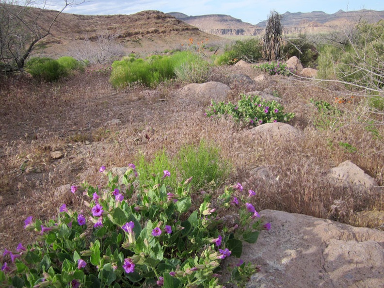 I'm back in an open, grassy area as I hike out of Saddle Horse Canyon