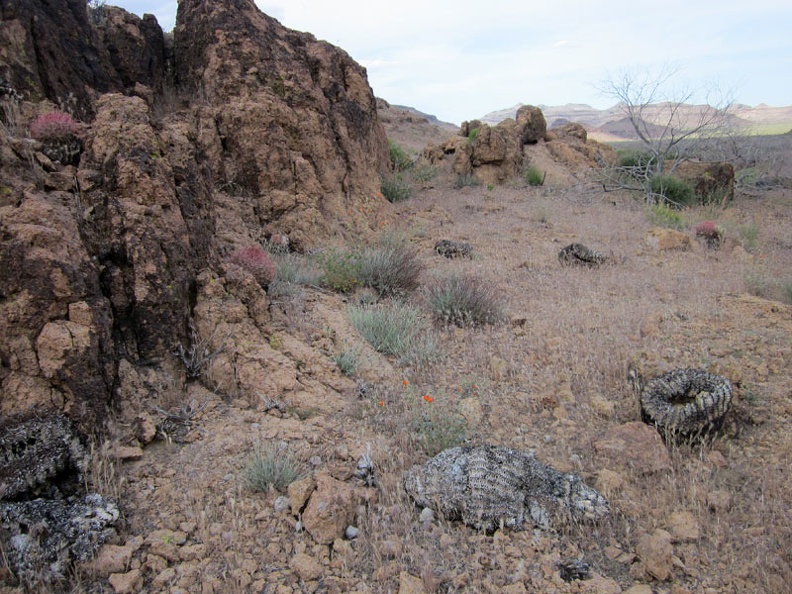 A few small barrel cacti are on the side of Saddle Horse Canyon, some living, some burned