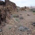 A few small barrel cacti are on the side of Saddle Horse Canyon, some living, some burned