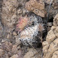 This charred barrel cactus is slowly resprouting after being burned in the 2005 brush fires
