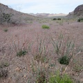 Near the mouth of Saddle Horse Canyon is a small stand of Desert trumpet buckwheats