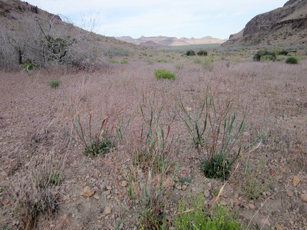 Near the mouth of Saddle Horse Canyon is a small stand of Desert trumpet buckwheats