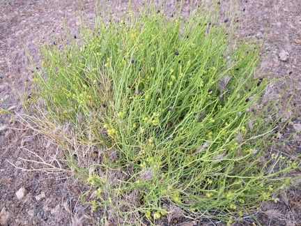 Thamnosma montana (Turpentine-broom) in Saddle Horse Canyon