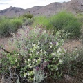 I pass a tangle of white and purple flowers on the way back to the bike near Wild Horse Canyon Road