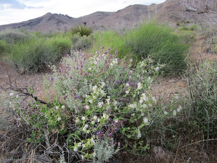I pass a tangle of white and purple flowers on the way back to the bike near Wild Horse Canyon Road