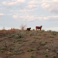 Bovines along Wild Horse Canyon Road