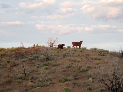 Bovines along Wild Horse Canyon Road