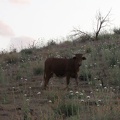 This bull poses for a portrait along Wild Horse Canyon Road