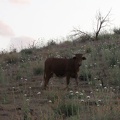 This bull poses for a portrait along Wild Horse Canyon Road