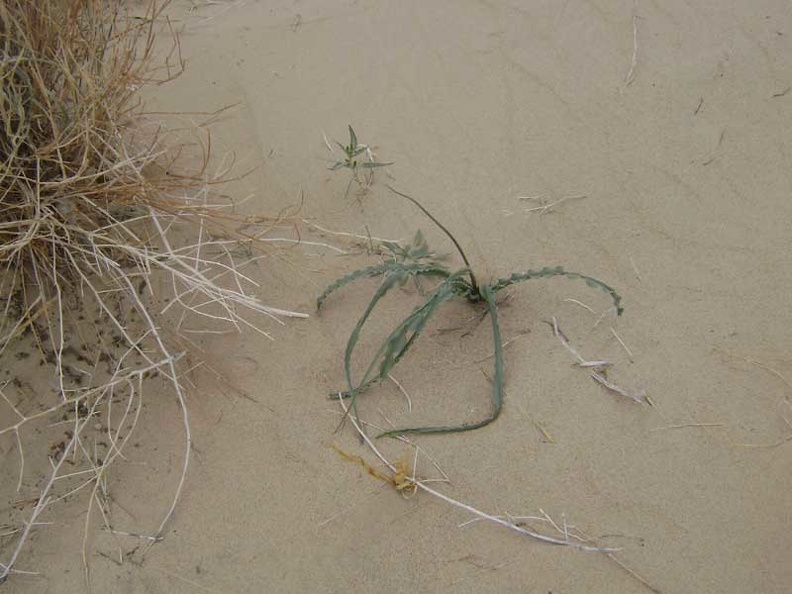 This wavy-leaved plant reminds me of the &quot;soap root&quot; plant that grows in the Bay Area